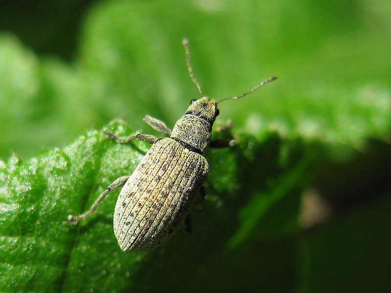 Curculionidae: Polydrusus cervinus